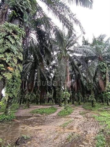 Agri Land zoning Industrial for Sale @ Klebang Prima, Ipoh 3