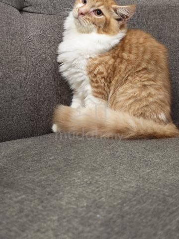 mix mainecoon  - photo 3 of 4