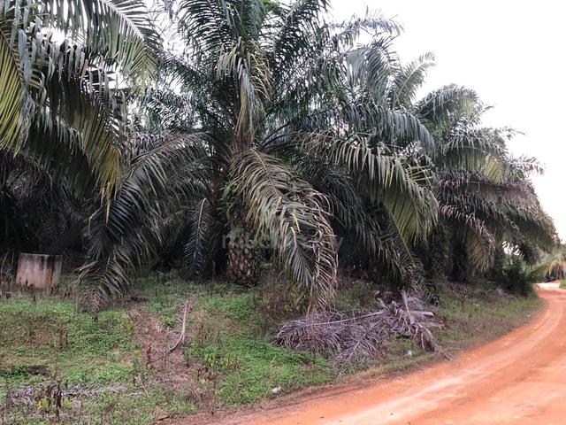 Tanah Sawit Untuk Dijual, Di Temalik, Kampung Tenang, Labis Johor 1