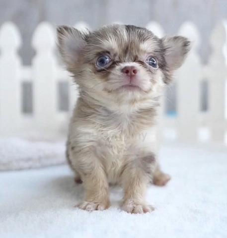 CHIHUAHUA PUPPIES VIP93🌷Head Apple Bonnie Dog - photo 3 of 3