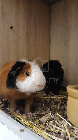 Teddy Guinea Pig - photo 4 of 4