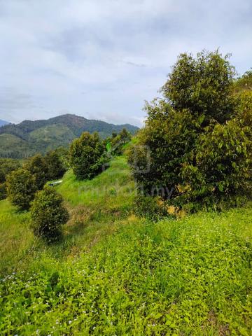 Raub Town Area Durian Farm for sell 2