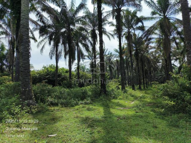 Ex Oil Palm land. 1