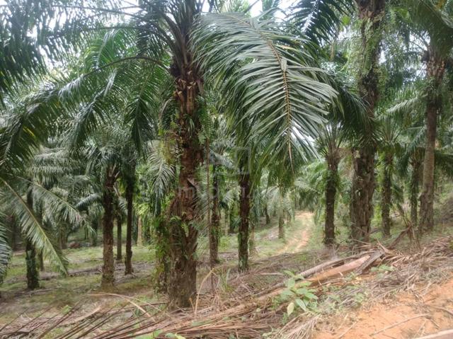 Baling Oil Palm Agriculture Land For Sale | Agriculture Investment 1