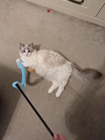 Ragdoll bicolor  - photo 3 of 3