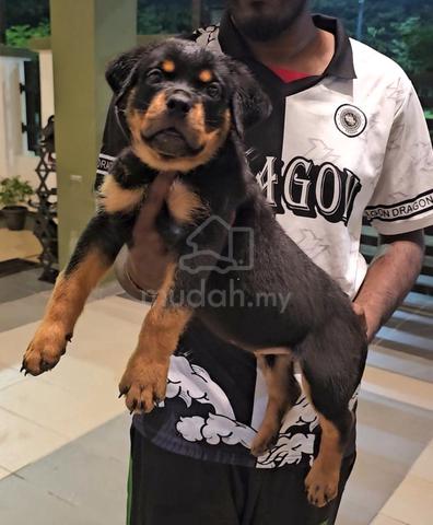 Rottweiler - photo 6 of 6