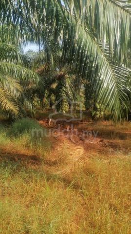 1.5 Ekar Tanah Kelapa Sawit Kg Kedah Sagi Sri Gading Batu Pahat Johor 1