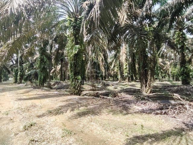 10.4 Acres Oil Palm Agriculture Land Layang-Layang, Johor 1