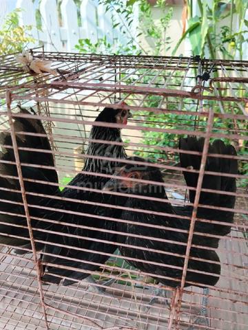Ayam Serama Untuk Dijual - photo 6 of 6