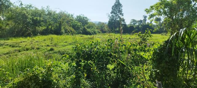 Tanah Padi Lancok Emat, Pokok Sena. 1