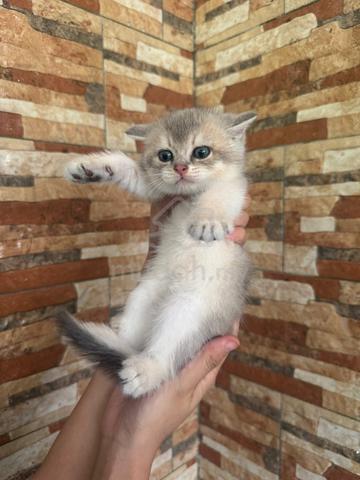 BSH Kitten Golden Blue - photo 2 of 6