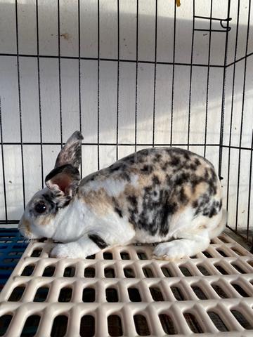 Tri Mini Rex Rabbit Mini Rex (pure) - Pets for sale in Tampin, Negeri Sembilan