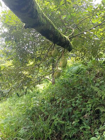 Perak Sungai Siput Musang King Durian Land 9 Years Old 1