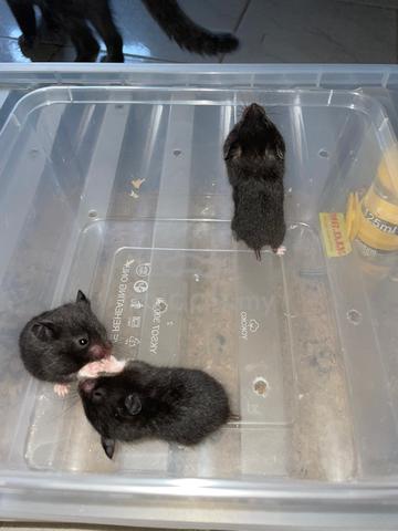 syrian hamster - photo 2 of 2