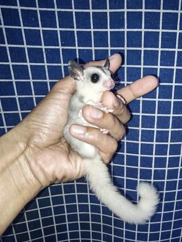 sugar glider  - photo 2 of 4