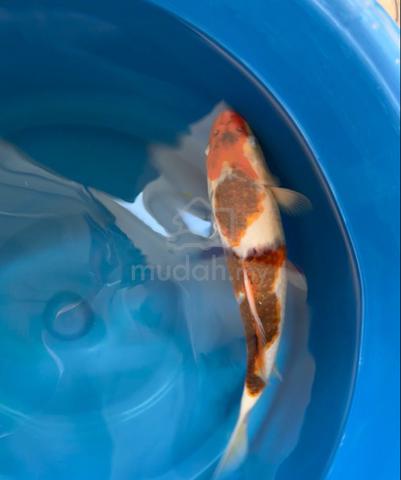 Carousel Image