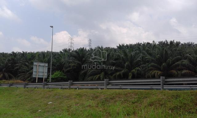 Palm Oil Estate Facing Main Road Bentong for Sale 1