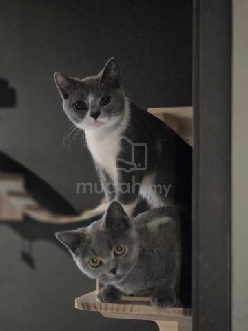 Carousel Image
