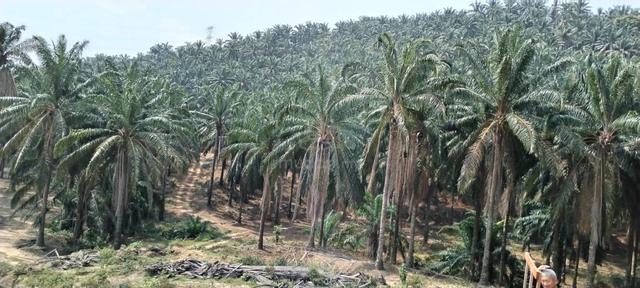 Agricultural Land for Sale at Kampung Batang Merbok Rembau 2