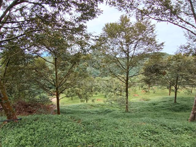 2.34 Ekar Dusun Durian Hulu Rening, Batang Kali 1