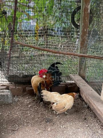 ayam serama sepasang - photo 4 of 4