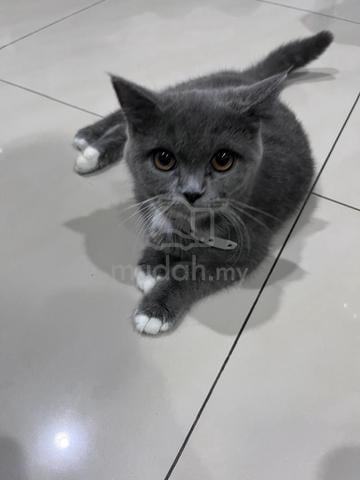 kucing  - photo 3 of 3