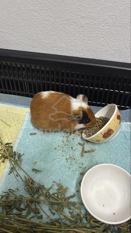 guinea pig - photo 2 of 3