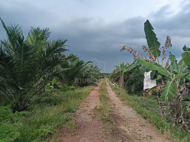 Pontian Parit Kudus 21 Acre Agricultural Land Beside Tar Road 160k/ac 1