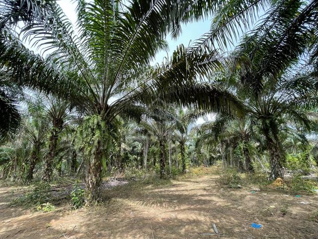 Tanah Pokok Sawit 7 Relong 5 Ekar Di Jeneri, Sik 1
