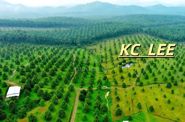 23.7 Acres Durian Land For SALE @ Bandar Baharu,Serdang 1