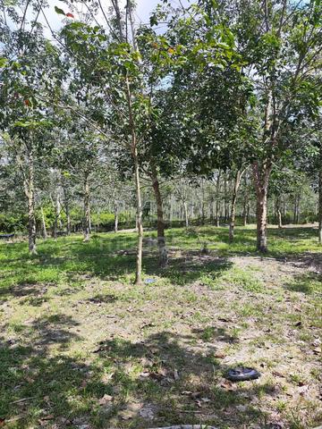 Tanah Getah 2 Ekar | Semerbok | Rembau N.Sembilan 1