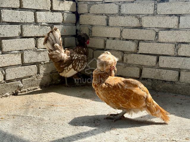 Poland chicks / anak ayam poland - photo 6 of 6