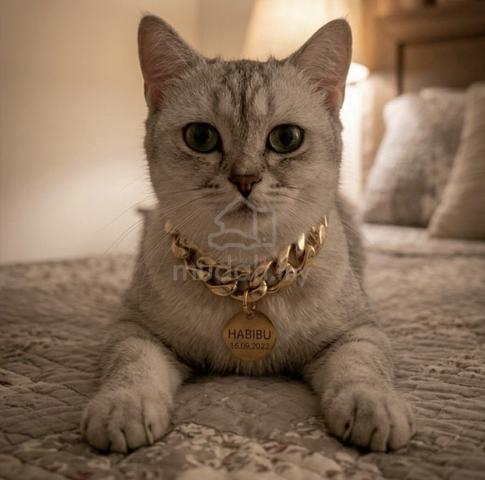 Kucing British Shorthair - photo 6 of 6