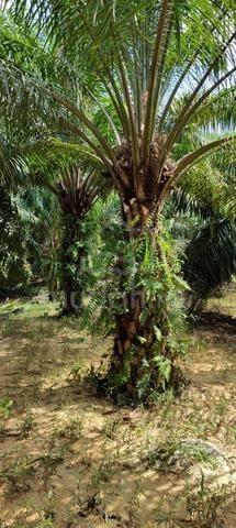 24.5 acres Palm Oil Agri land beside main road 大路边油棕芭24.5亩 1