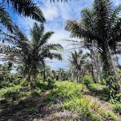 6 Ekar Tanah Pertanian Pontian Parit Sapran 1