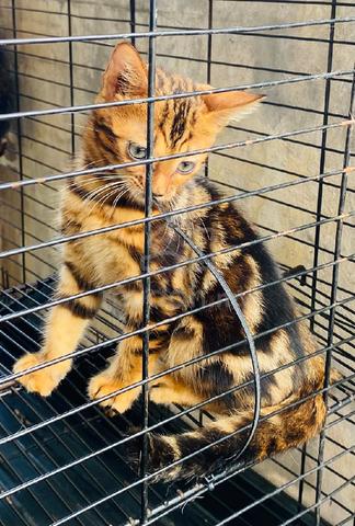 Bengal Marble - photo 2 of 6