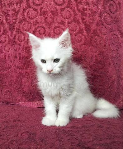 Pure sales white kitten