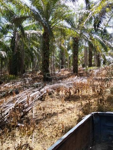 Tanah kebun sawet (2 ekar) 1