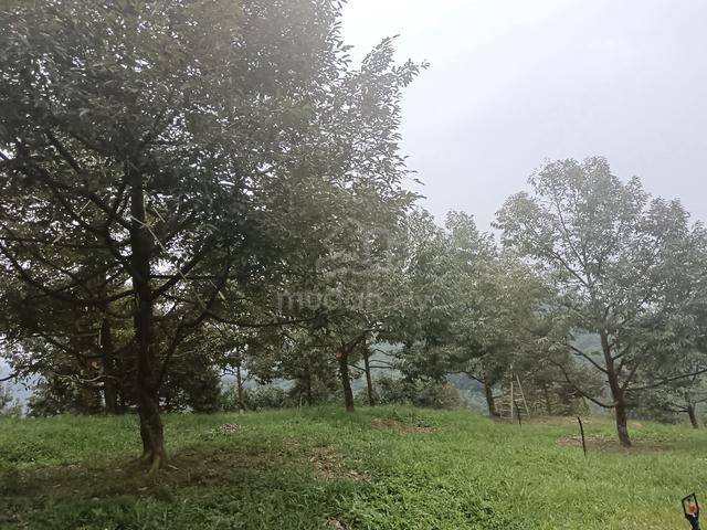 durian farm for sale  1