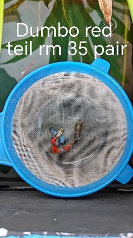 Carousel Image