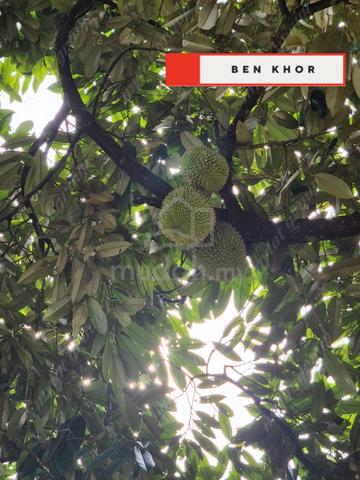 9.18 Acres | Clean Water Source| Old Durian Farm | 山水| Taiping | PERAK 1