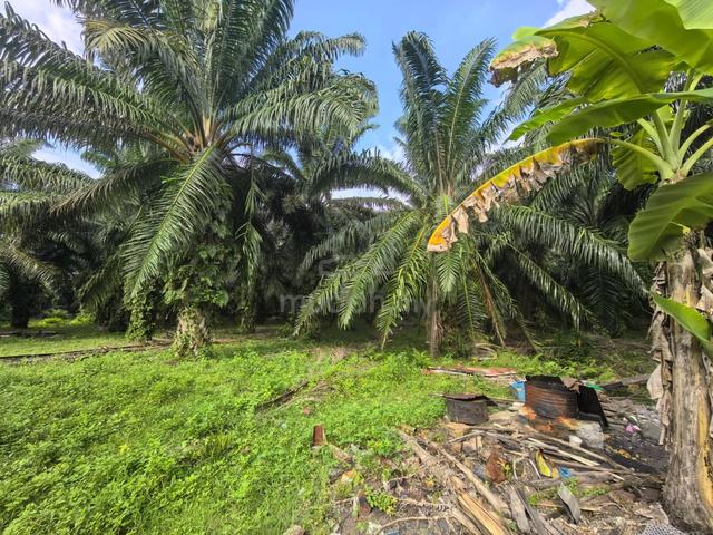 (Beside Main Road) Bercham Freehold 9.3 Acres Palm Oil Land 1