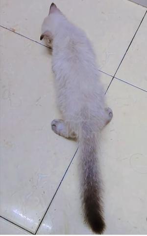 Kitten Male Mix Scotish fold - photo 3 of 6