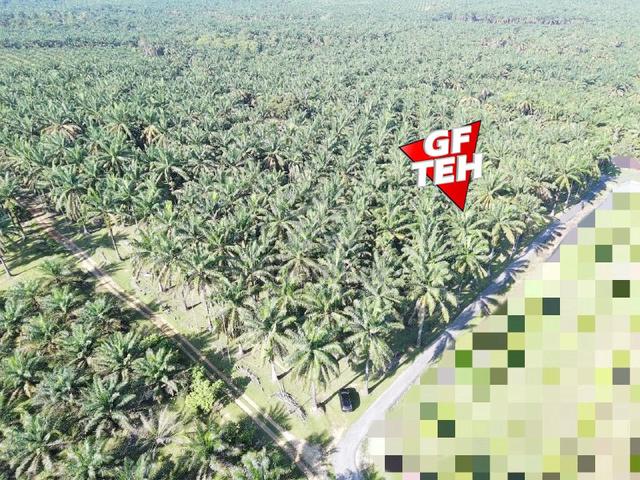 10.98 Acre Agricultural Land OilPalm Plantation Selama Bandar Baharu b 1