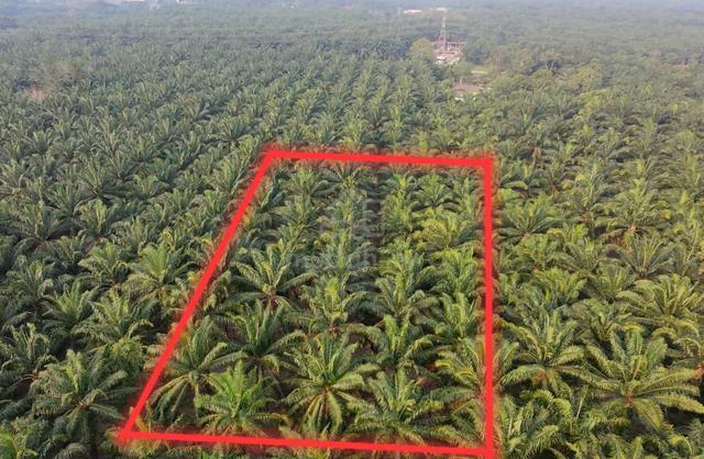 Tanah Kelapa Sawit Di Parit Besar Jln Dato Hj KosaiMuar 1