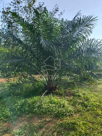 Tanah Sawit Dijual Pulau Machang, Pendang 1