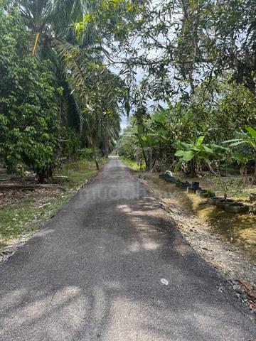 Tanah Api-Api Kayu Ara Pasong Pontian Johor 1