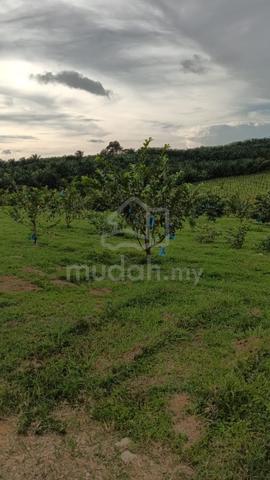 MCL 8.7 ekar kebun Naga,Jambu Batu & Pisang area Macap Durian Tunggal 5