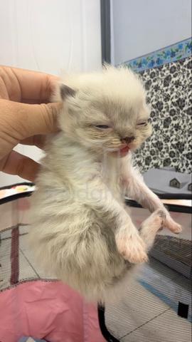 cat for sale - photo 6 of 6
