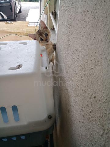 BSH GOLDEN KITTEN (color25) - photo 5 of 6